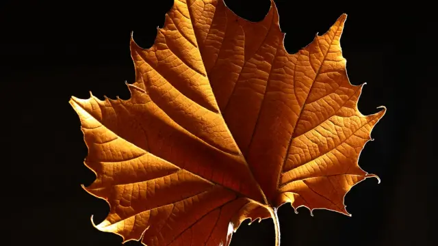 Maple-Preview 20B: DeepGrove's Ternary Reasoning Model Explained