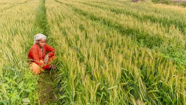 PM Kisan Status Check 2025